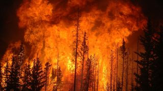 forest fire